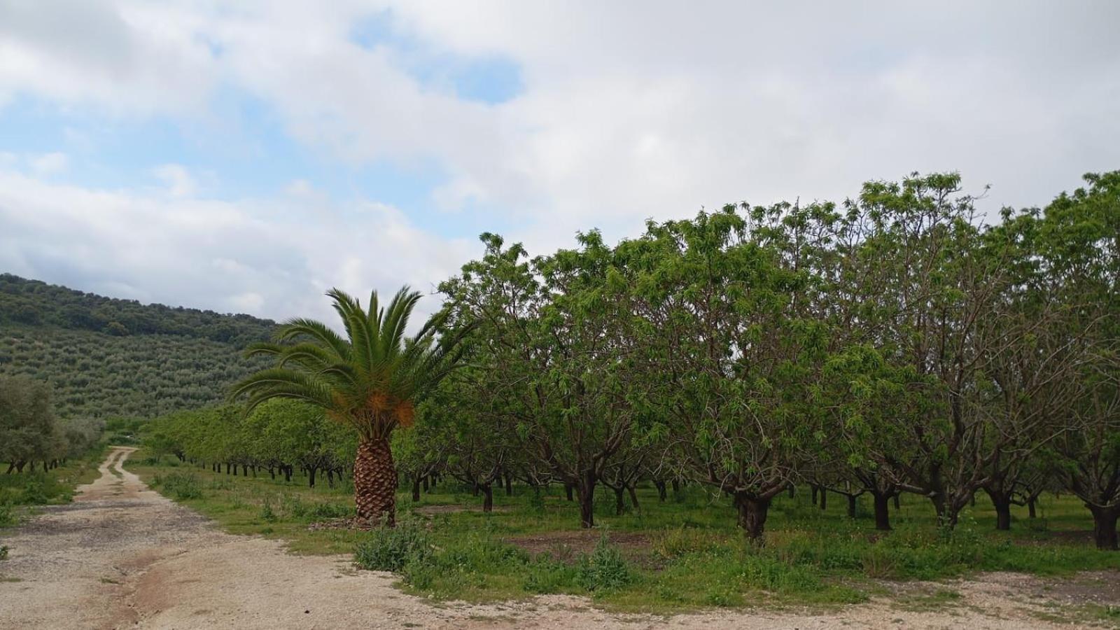 Casas Rurales Cortijo La Canada Estepa Eksteriør bilde